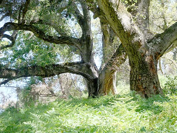 Molera oaks