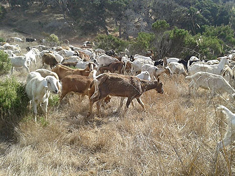 Goats in Fort Ord