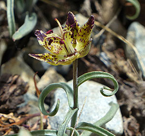 Fritillaria pinetorum