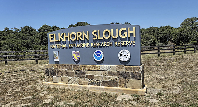 Elkhorn Slough