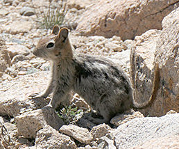 Richard Descending Bago