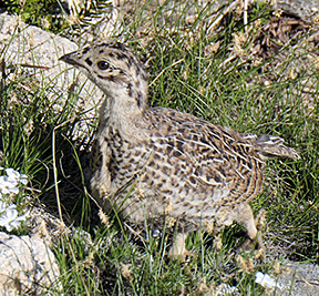 Grouse Chick