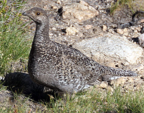 Grouse Mom