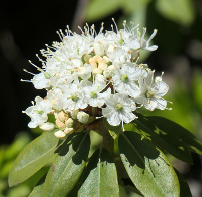 Labrador Tea