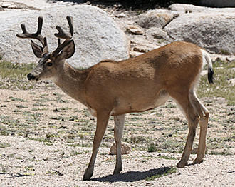 Mule Deer