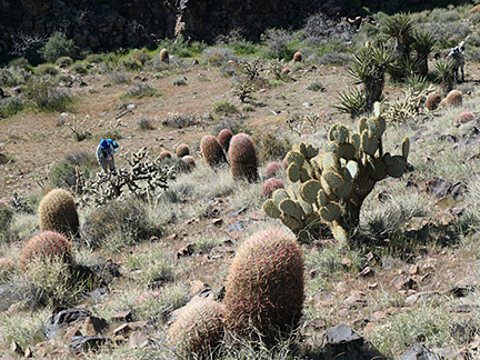 Torstoise Shell Mountain