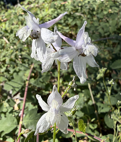 Delphinium