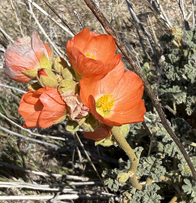 Desert Mallow