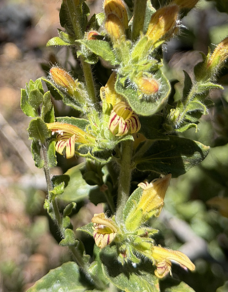 Hot Rock Penstemon