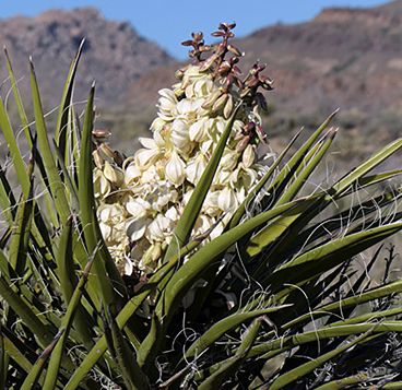 Mojave Yucca