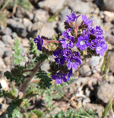 Notched-leaf Phacelia