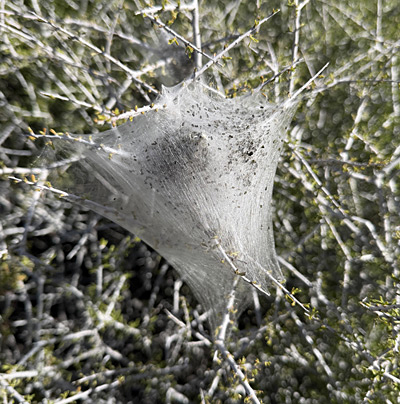 Western Tent Caterpillar
