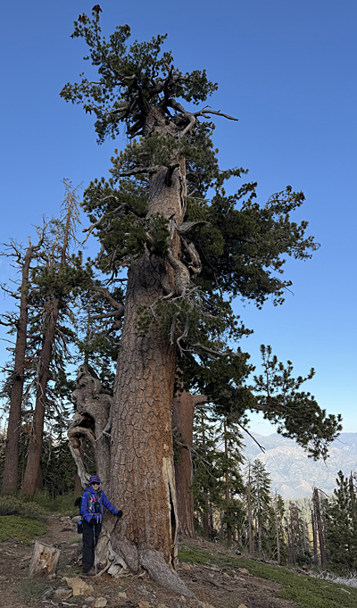 Western White Pine