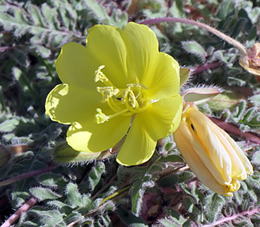 Yellow Desert Evening Primrose