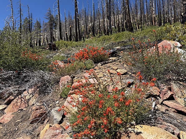 Paintbrush